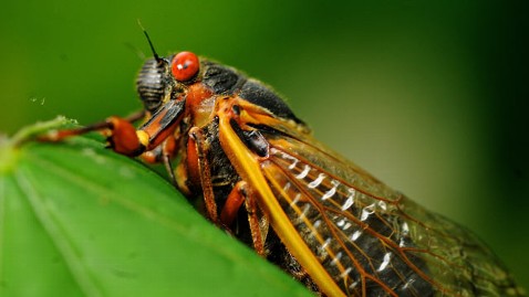 The Cicadas are Coming