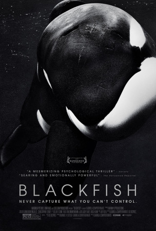Blackfish Causes a “Whale” of a Problem for Seaworld