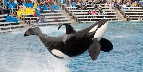 Historic Last Dive at SeaWorld San Diego