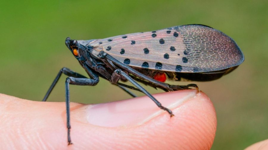 The+Spotted+Lanternfly+Invasion