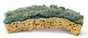 Your Kitchen Sponge Is a Better Home for Bacteria Than a Petri