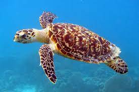 Hawksbill Sea Turtles on the Brink of Extinction